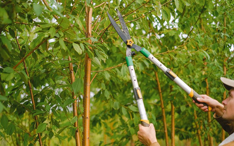 Tree trimming in Atqasuk, AK